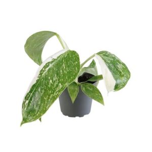 Filodendron Jose Buono