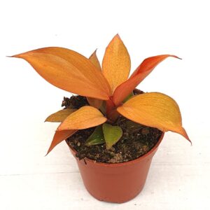 Filodendron McColley's Finale