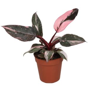 Filodendron Pink Princess Marble