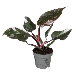 Filodendron Red Anderson