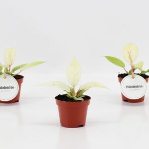 Filodendron Snowdrift