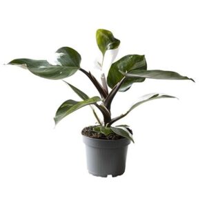 Filodendron White Knight