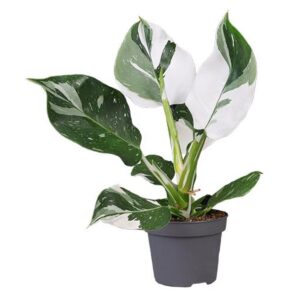 Filodendron White Wizard