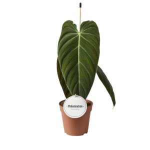 Filodendron Melanochrysum