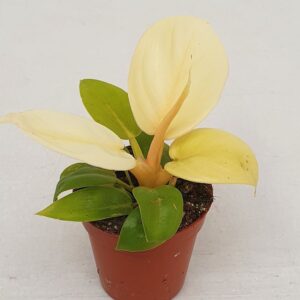 Filodendron Melinonii Gold