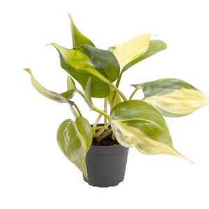 Filodendron Scandens Brasil