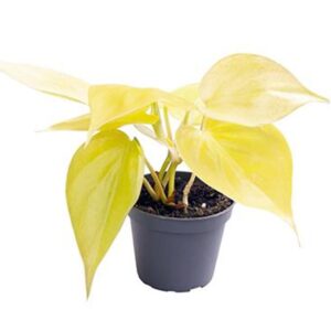 Filodendron Scandens Neon
