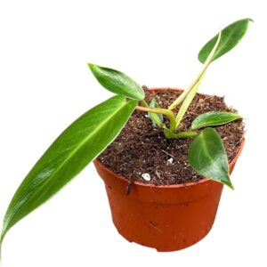 Filodendron spiritus sancti