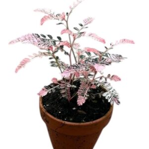 Phyllanthus Urinaria Variegata