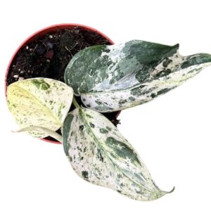 Scindapsus Jade Satin Marble