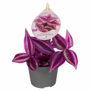 Tradescantia Pink Paradise