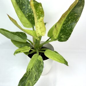 Filodendron Jose Buno