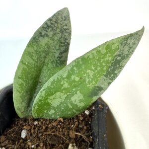 Vahalill flagellata ‘Silver’