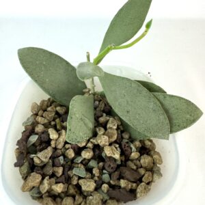 Vahalill Nummularioides