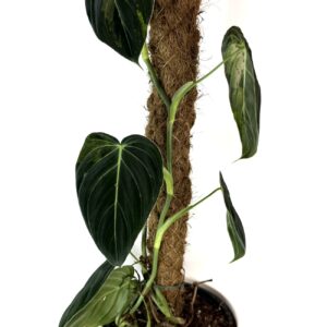 Filodendron Melanochrysum Variegata