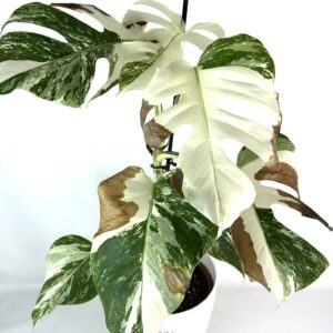 Monstera Albo üheleheline juurutamata pistik