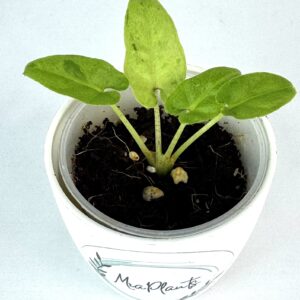 Alokaasia Lauterbachiana