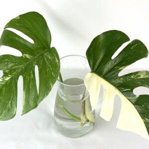 Monstera Albo Variegata juurdumata ladvapistik