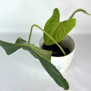 Filodendron Oxapapense