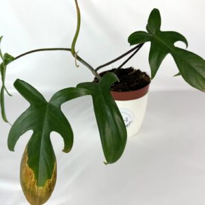 Filodendron Florida
