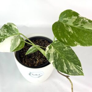 Monstera Albo