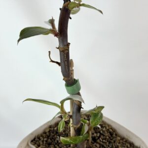 Filodendron White Knight