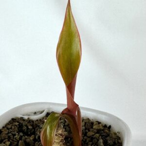 Filodendron Marmelade