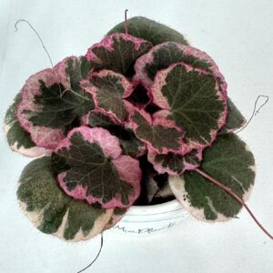 Saxifraga Stolonifera Tricolor