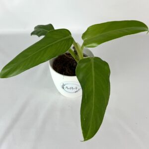 Filodendron Domestick