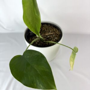 Monstera Aurea