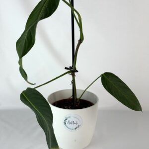 Philodendron Heterocraspedon