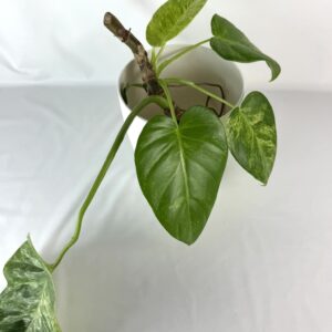 Filodendron Giganteum juurutamata pistik
