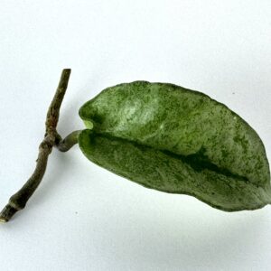 Vahalill Grey Ghost juurutamata pistik