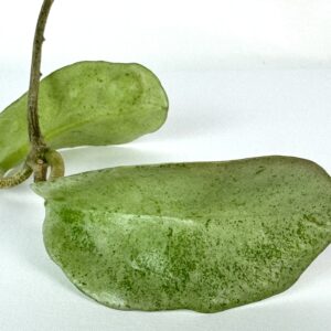 Vahalill Grey Ghost juurutamata pistik