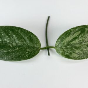 Vahalill Coriacea silver juurutamata pistik