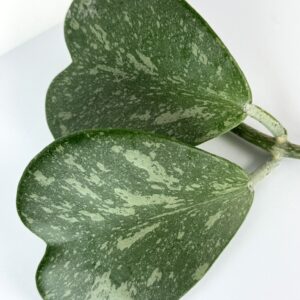 Vahalill Kerrii Splash juurutamata pistik