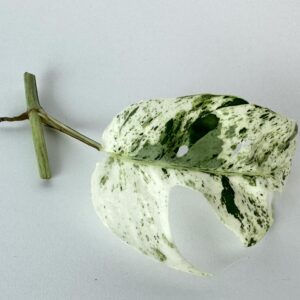 Epipremnum Pinnatum Marble juurutamata pistik