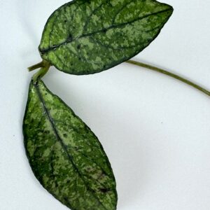 Vahalill Crassipetiolata Splash