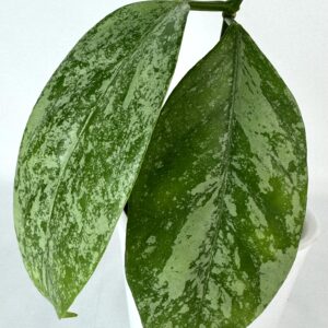 Vahalill Coriacea Silver