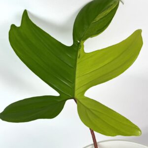 Filodendron Florida Beauty juurutamata pistik