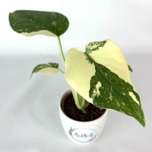 Monstera Thai Constellation