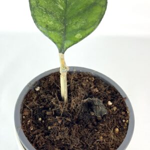 Vahalill Deykeae splash