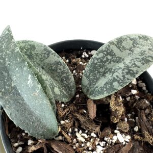 Vahalill  flagellata silver