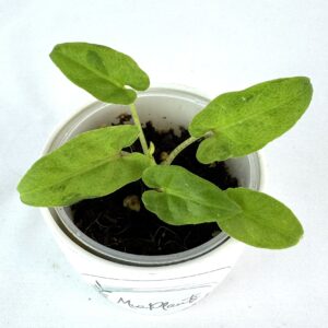 Alokaasia lauterbachiana variegated