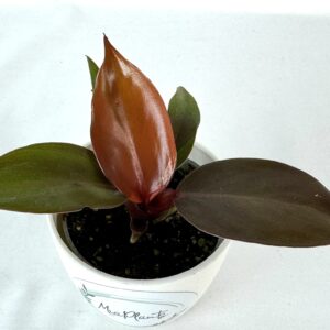 Filodendron 'McColley's Finale'