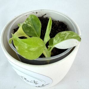 Epipremnum pinnatum albo