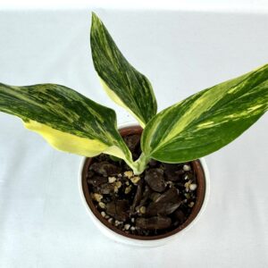 Monstera standleyana aurea