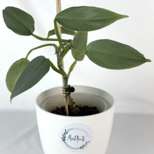 Filodendron silver sward