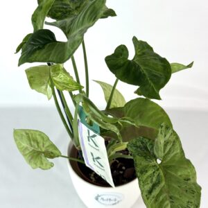 Sõrgköis Confetti tricolor