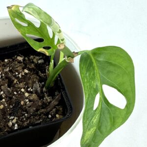 Monstera adansonii variegata